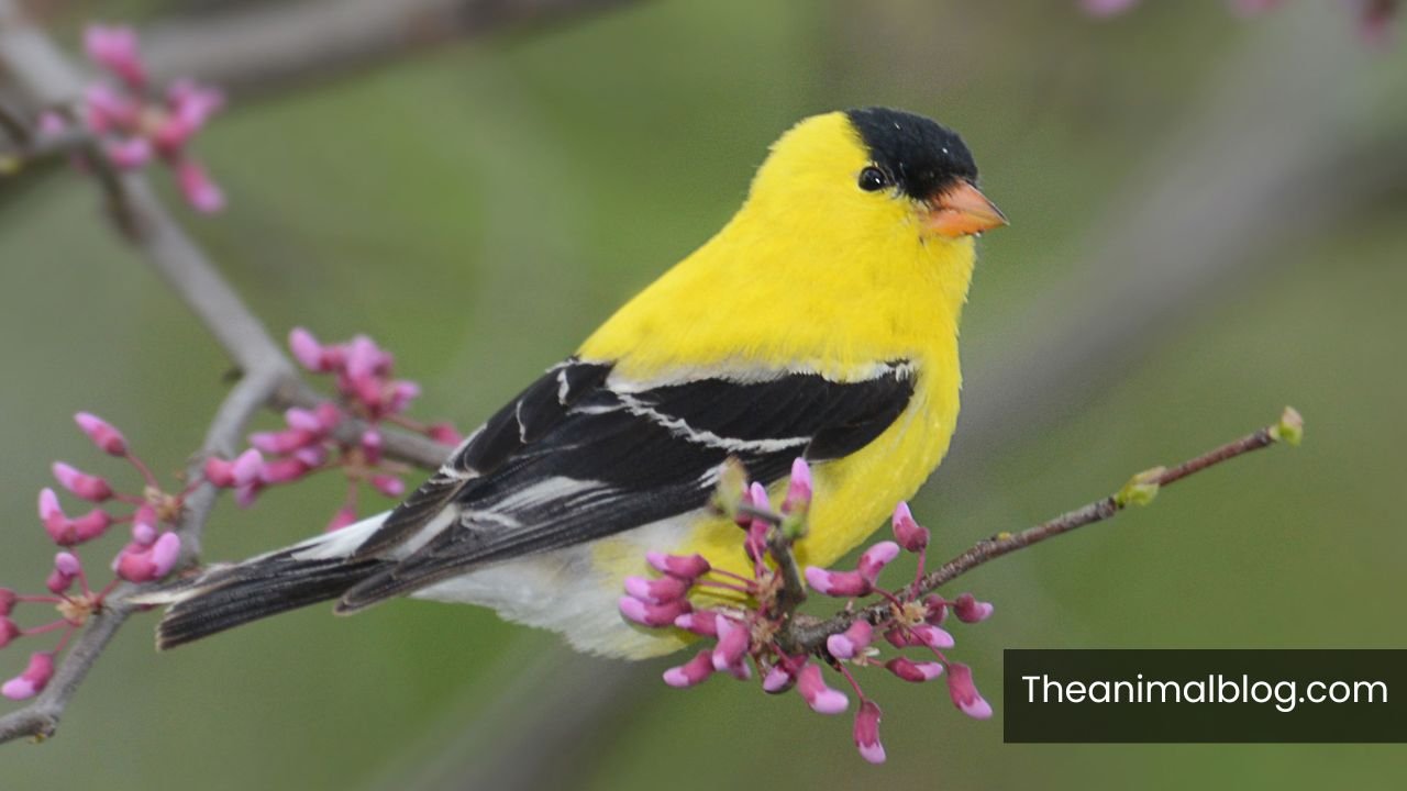 Birds Chirp at Night