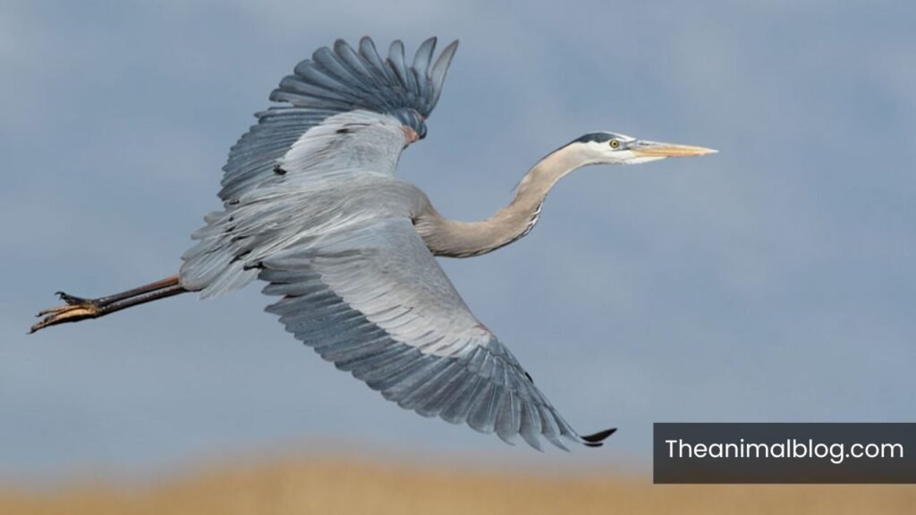 blue heron spiritual meaning