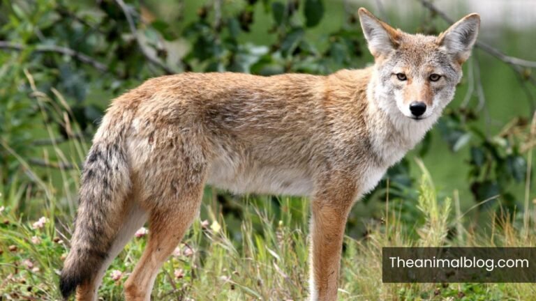 Symbolism of Seeing A Coyote