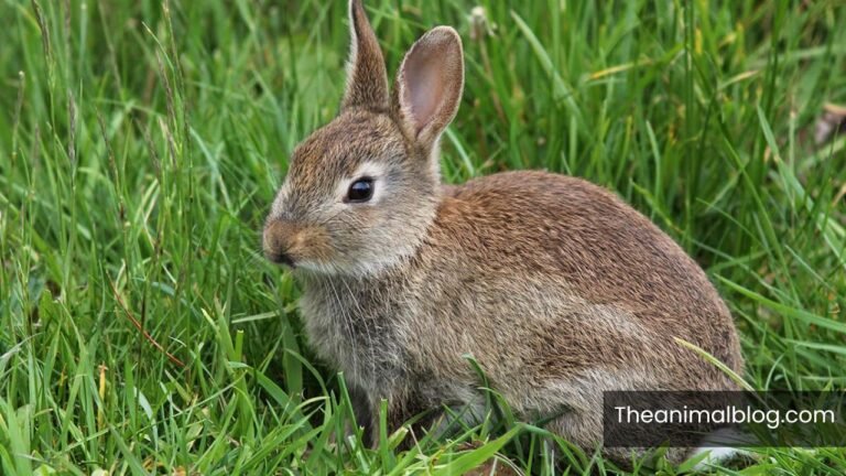 Spiritual Meaning of Dead Rabbits