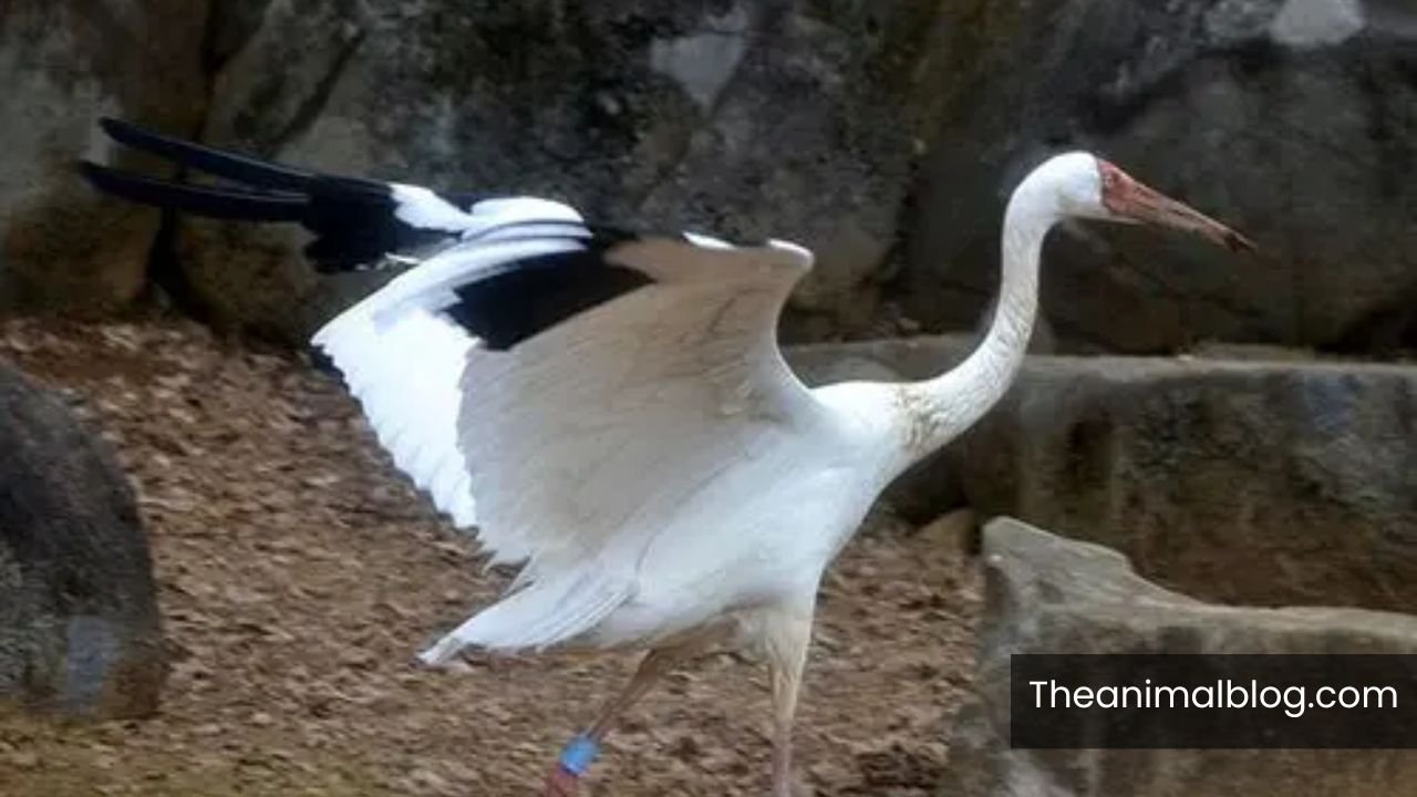 Symbolism Of White Crane