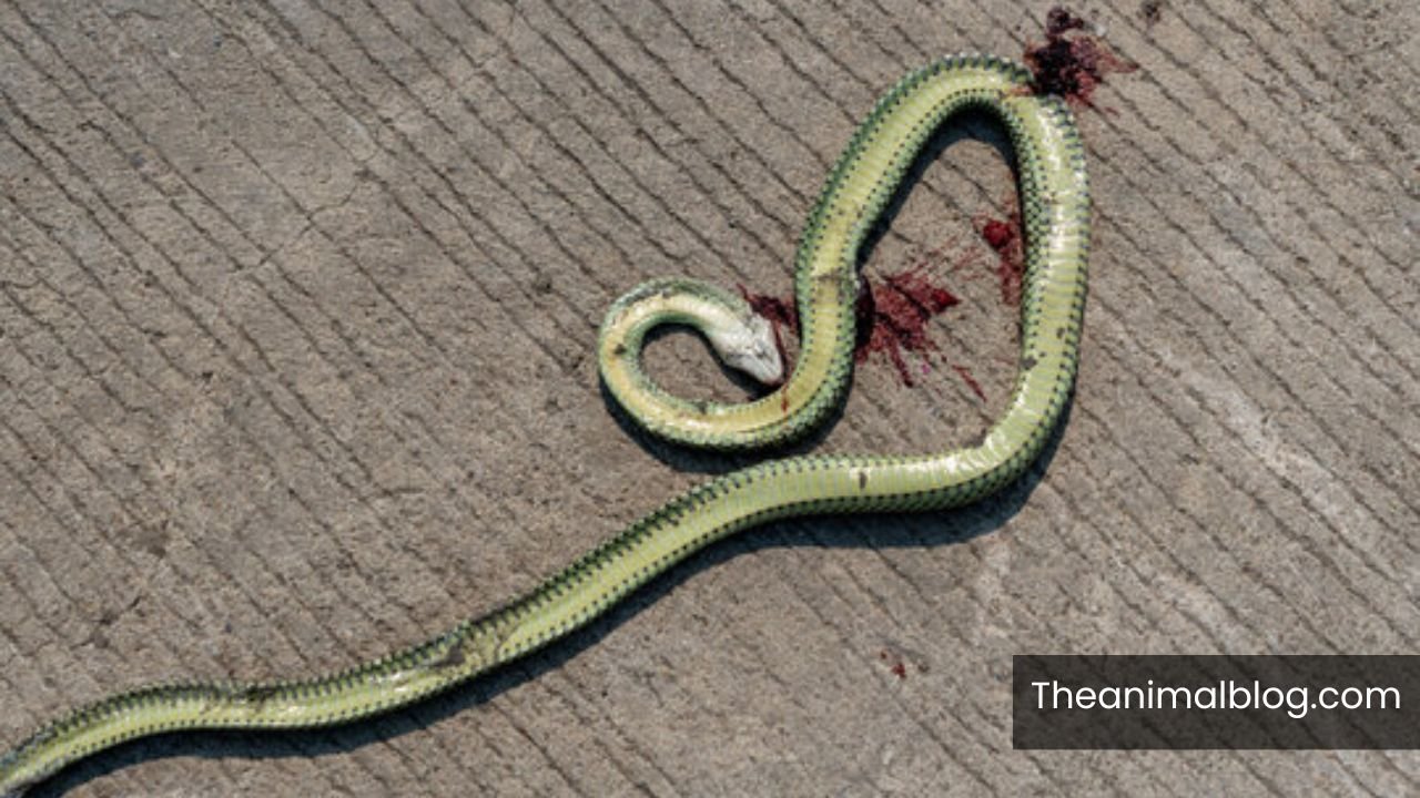 Symbolism of Seeing a Dead Snake