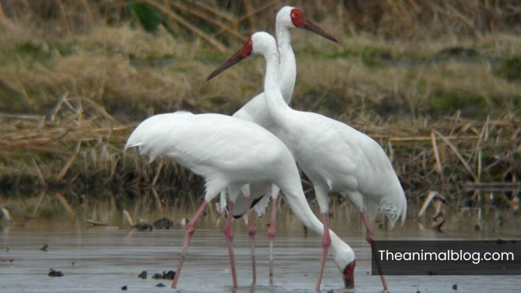 white crane spiritual meaning