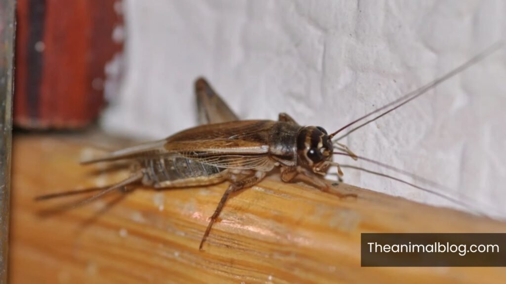 finding a black cricket in your house meaning