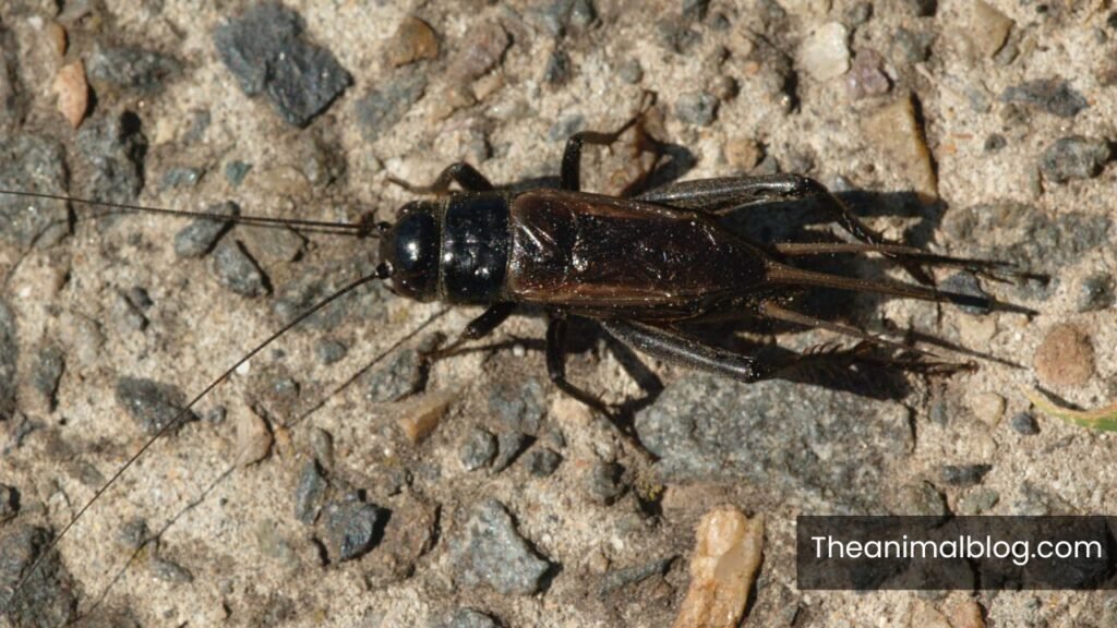 black cricket meaning