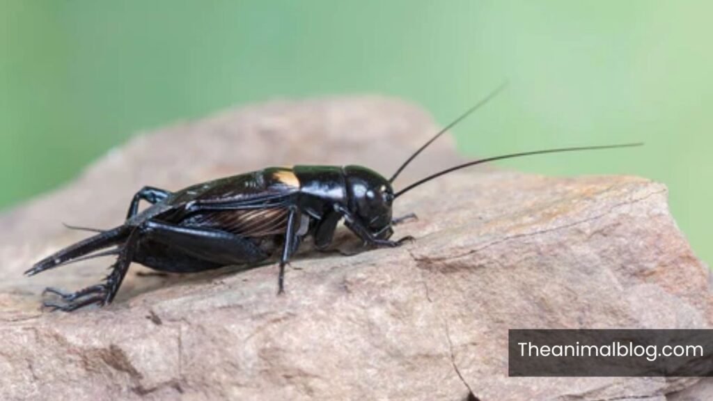 black cricket in house meaning
