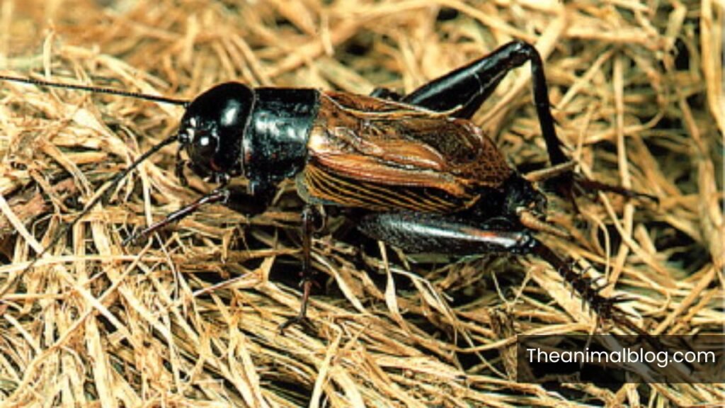 black cricket spiritual meaning