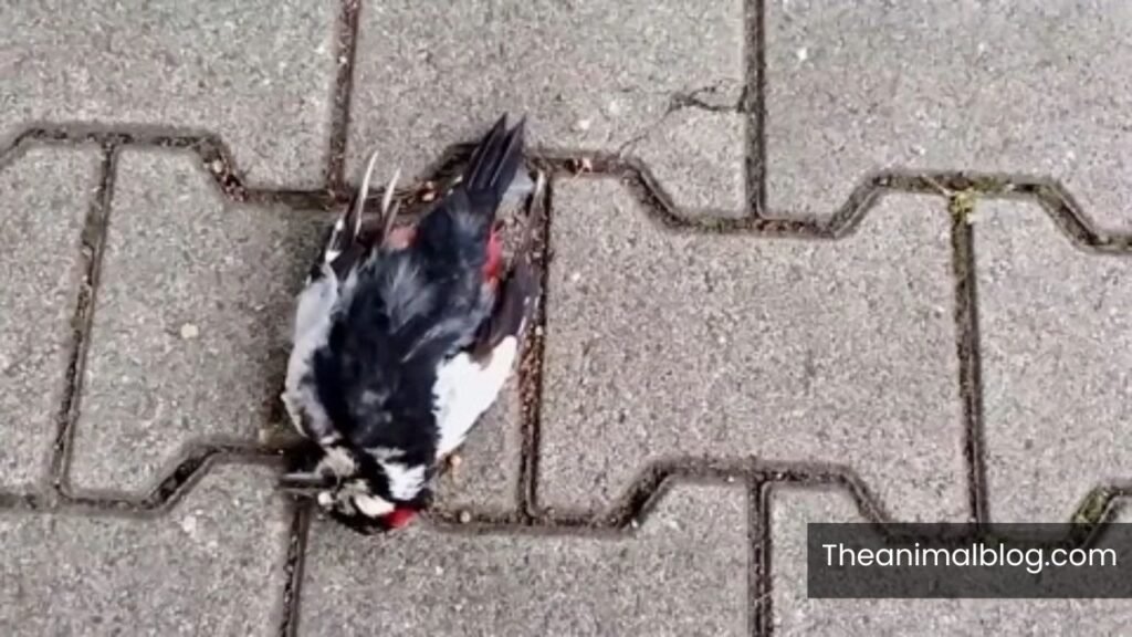 woodpecker meaning
