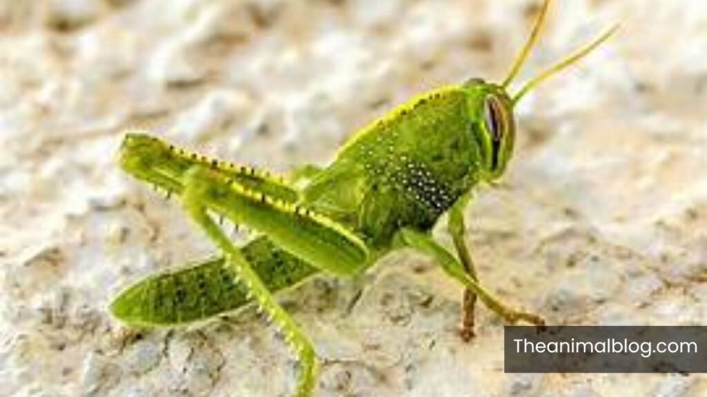 biblical symbolism of grasshopper