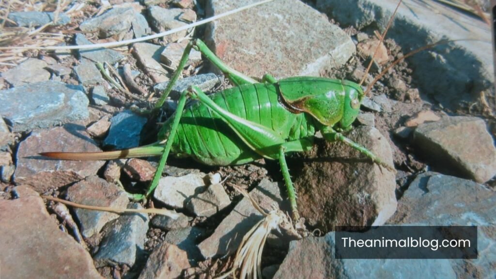 grasshopper spiritual meaning