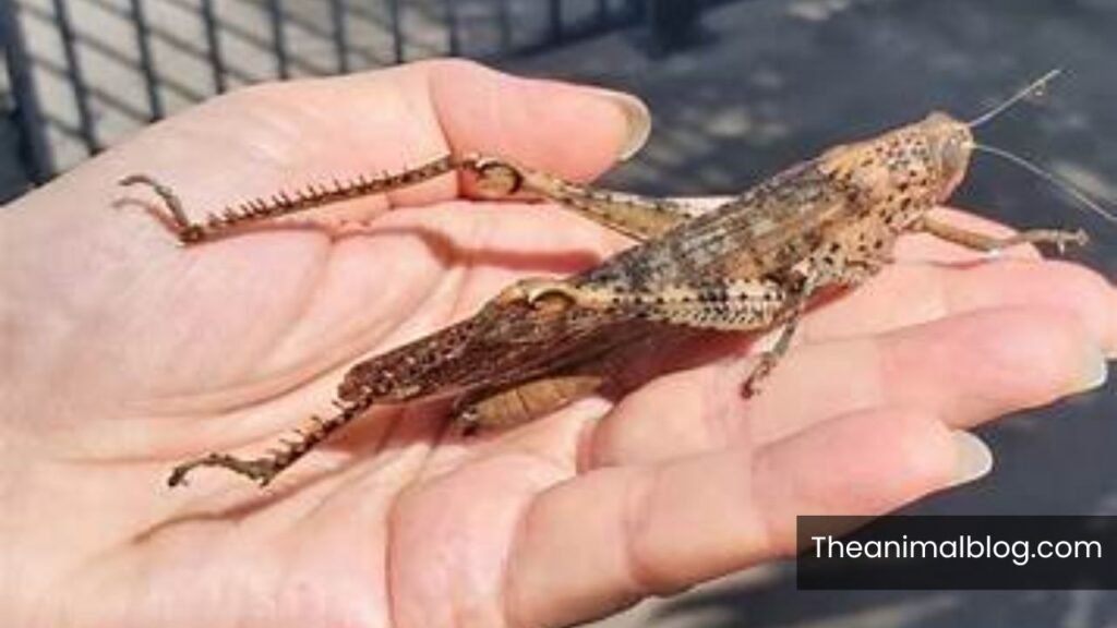 spiritual symbolism of grasshopper