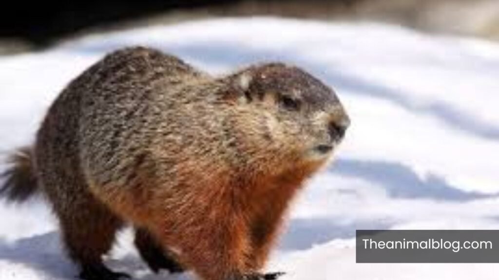 groundhog spiritual meaning