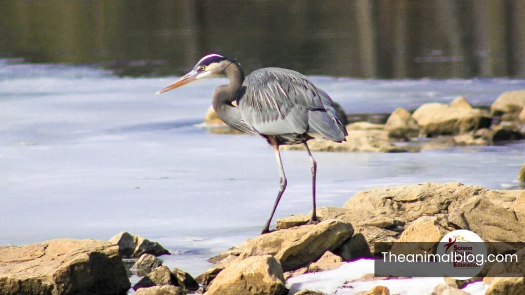 spiritual meaning of seeing a heron