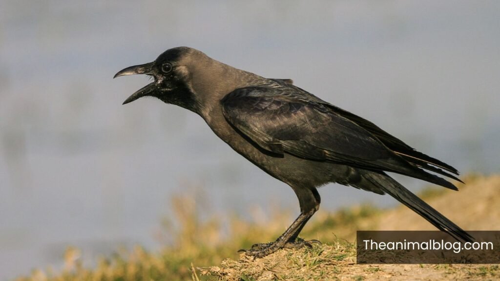 what does it mean when a crow caws at you