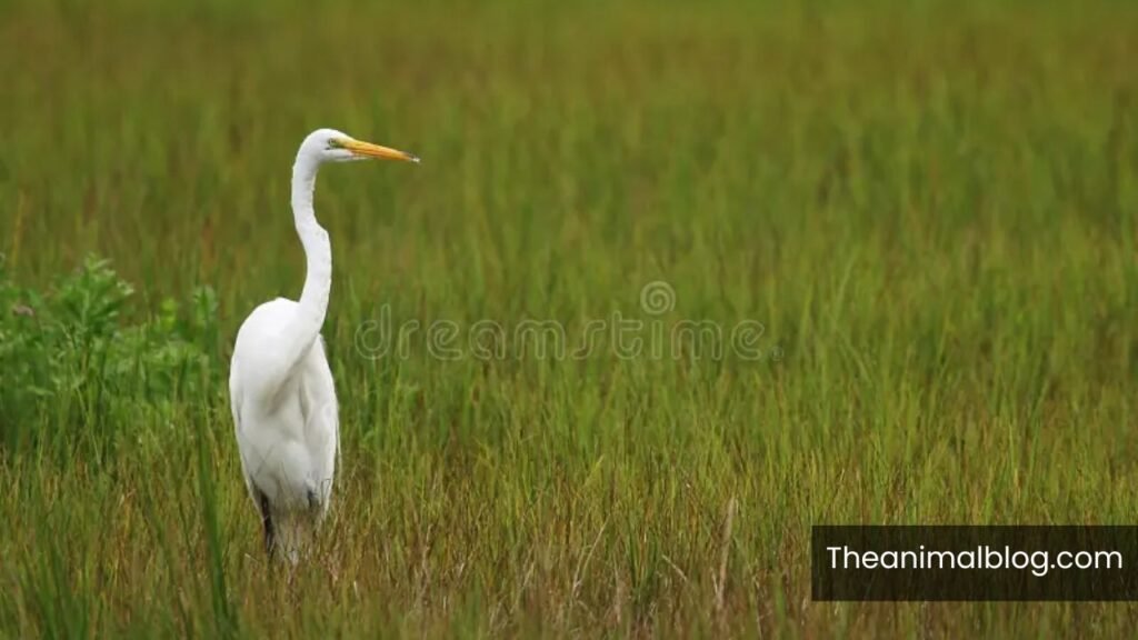 white crane symbolism