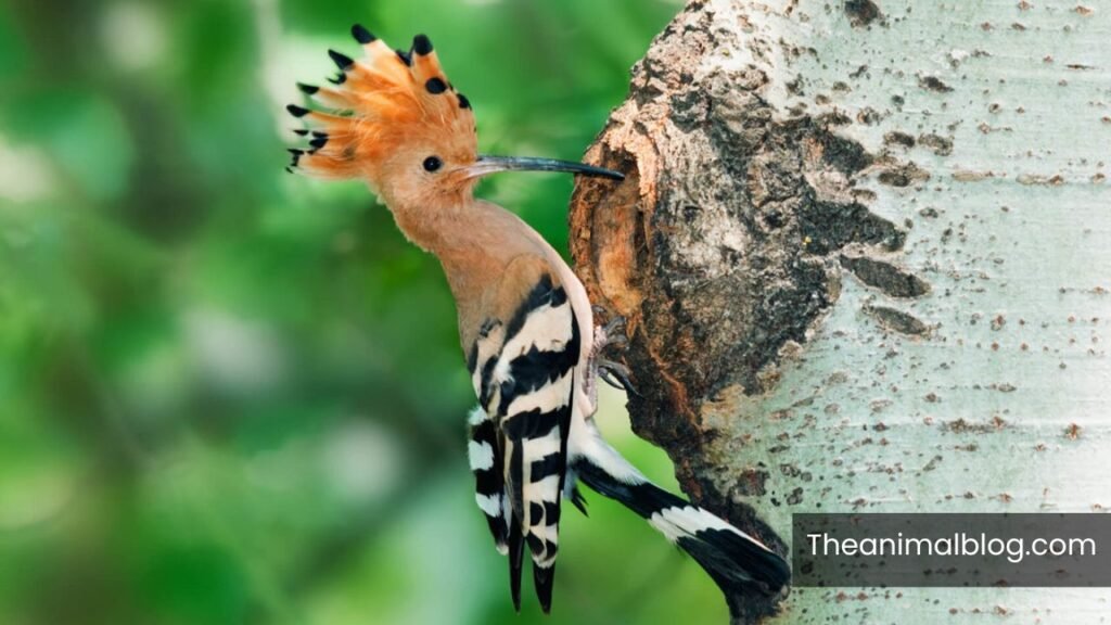 woodpecker symbolism