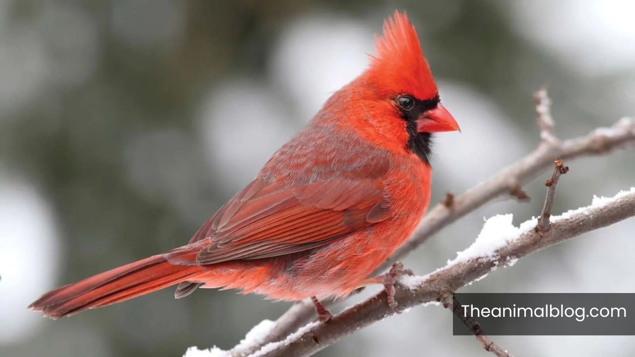 Cardinal Animal Symbolism