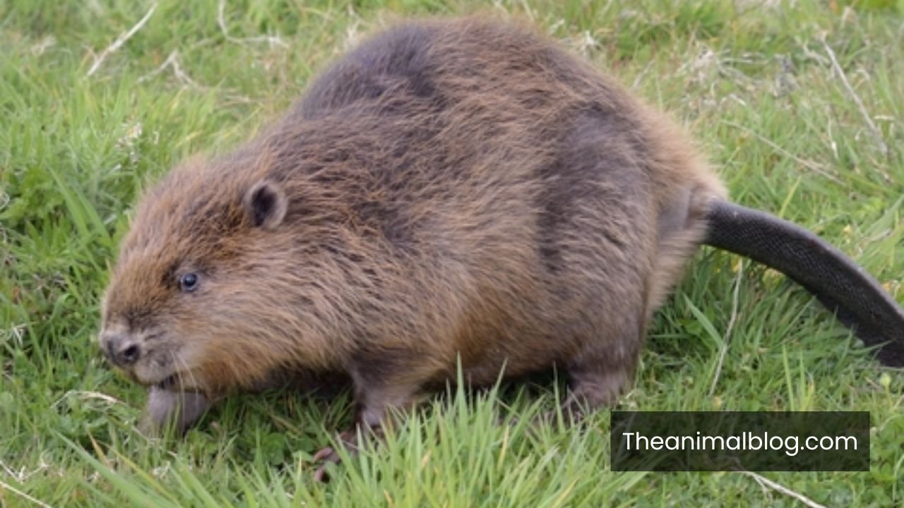 Spiritual Meaning of Beavers