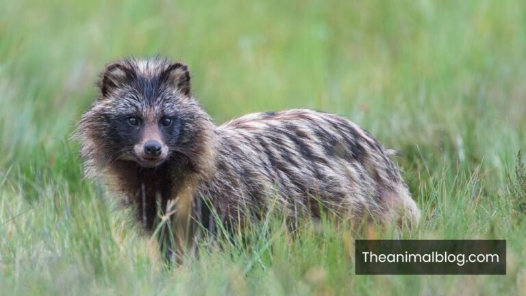 Spiritual Meaning of Raccoons