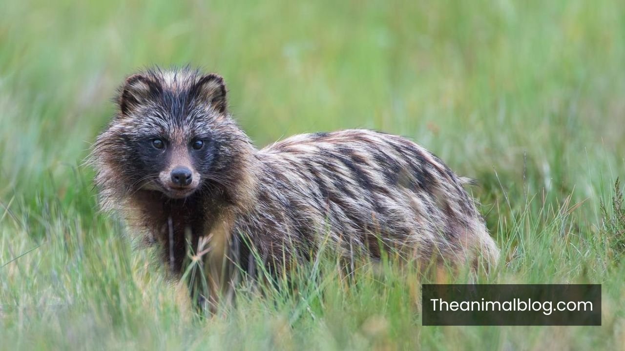 Spiritual Meaning of Raccoons