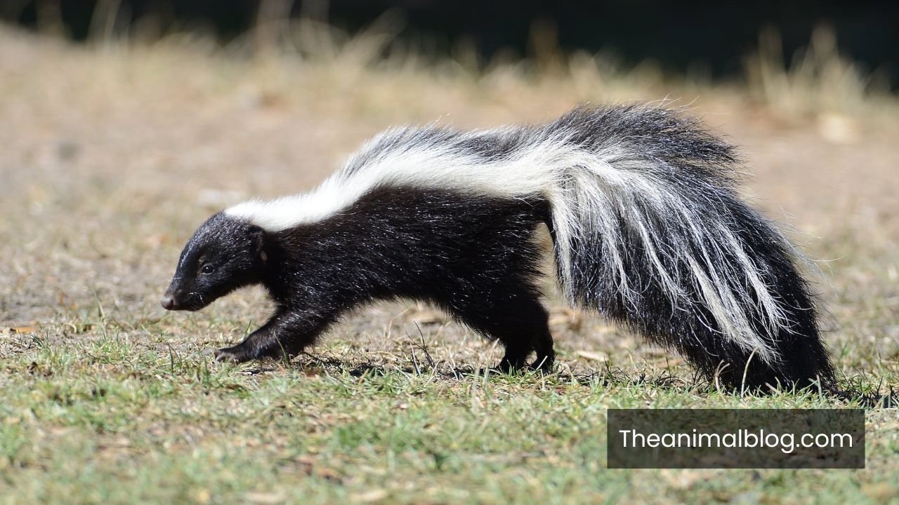 Spiritual Meaning of Skunk