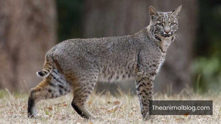 Symbolism of The Bobcat