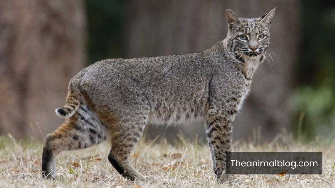 Symbolism of The Bobcat