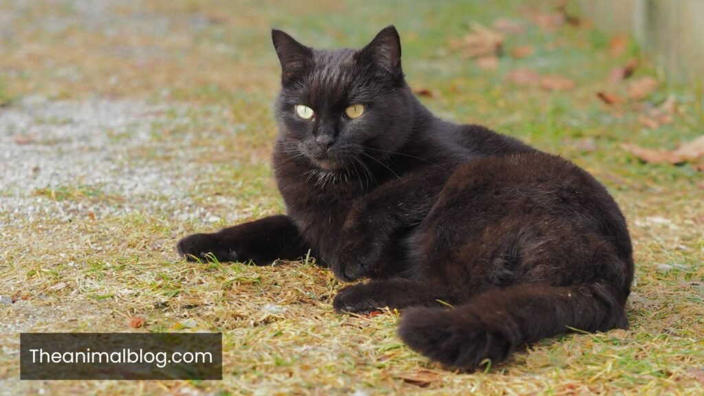 black cat spiritual meaning