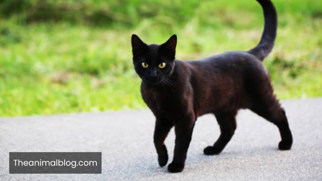 seeing a black cat spiritual meaning
