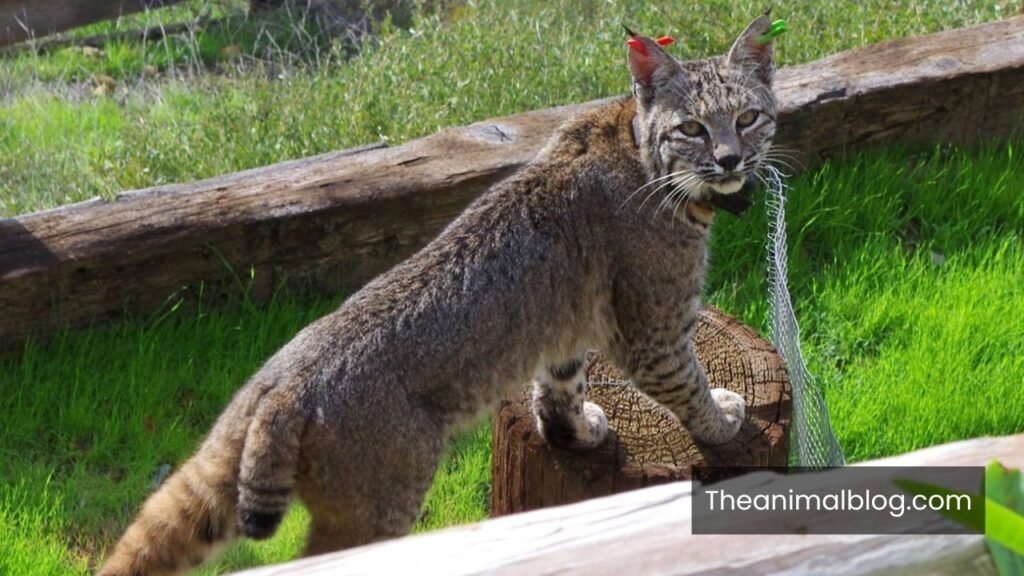 spiritual meaning of a bobcat crossing your path