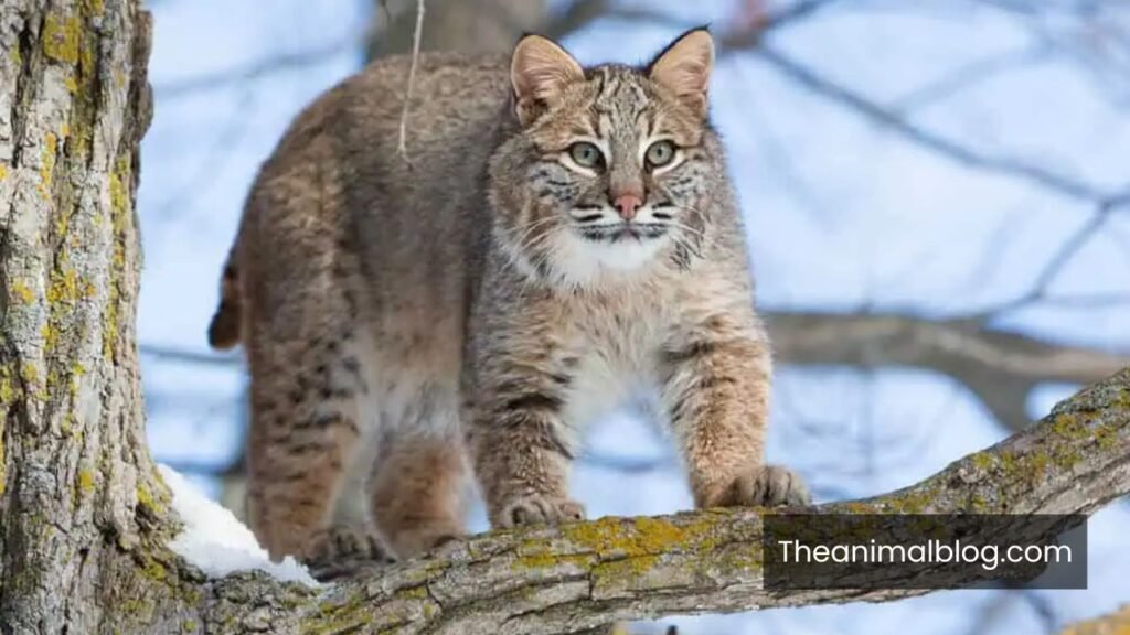 what does it mean when a bobcat crosses your path