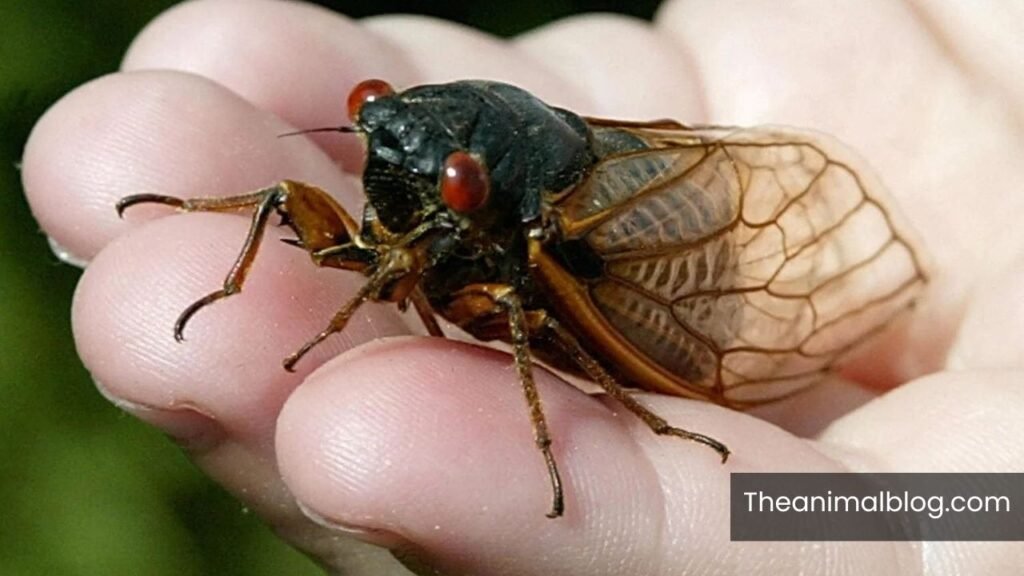 spiritual meaning of cicada landing on you