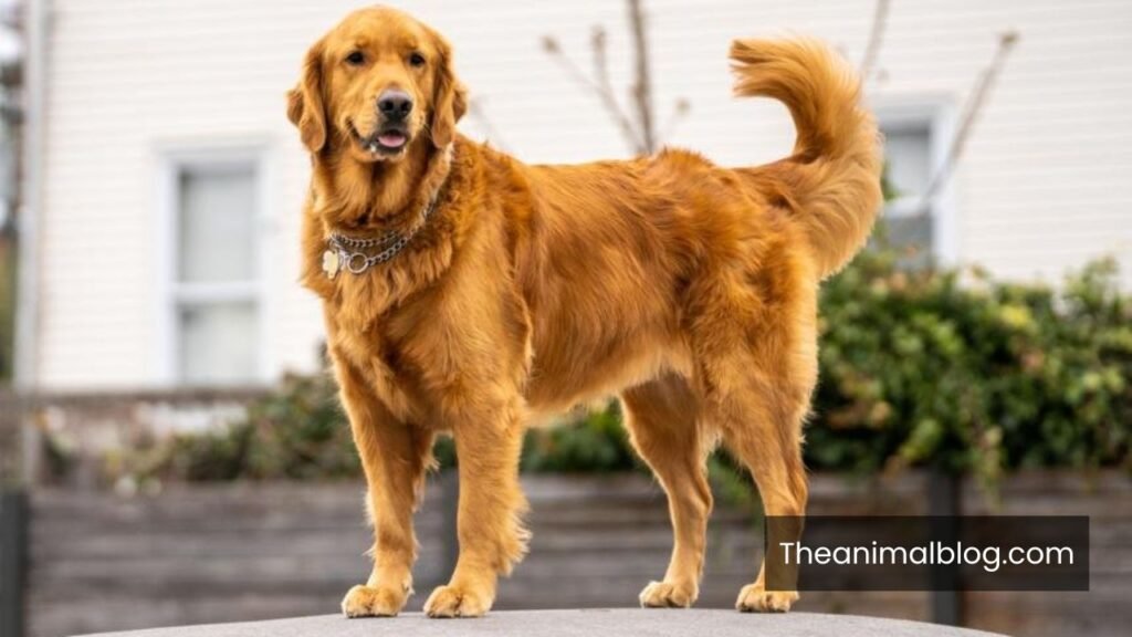 spiritual meaning of dog peeing on you