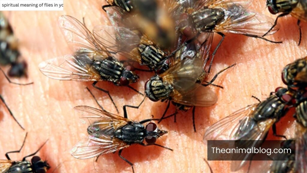 what is the spiritual meaning of flies in your house