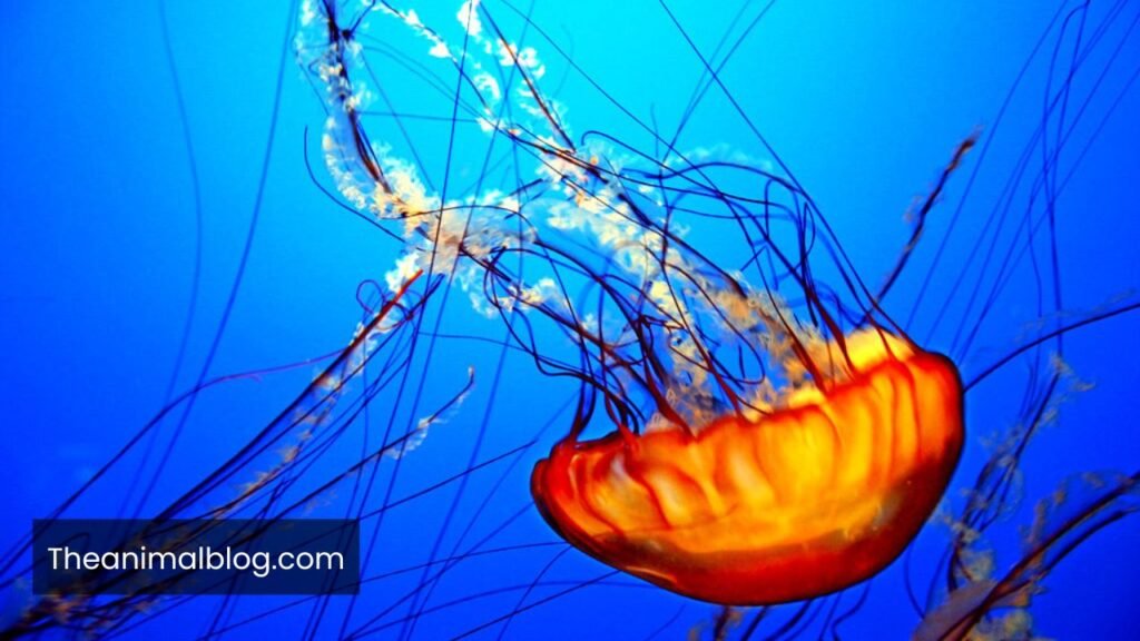what do jellyfish represent