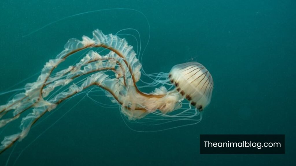 what do jellyfish symbolize