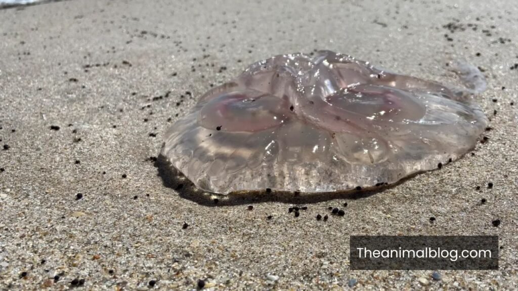 jelly fish spiritual meaning