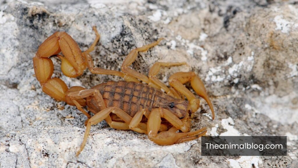 scorpion meaning