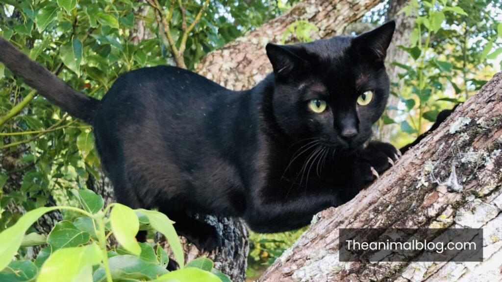black cat meaning spiritual