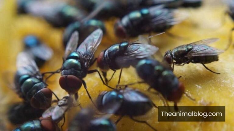 symbolism of flies in your house