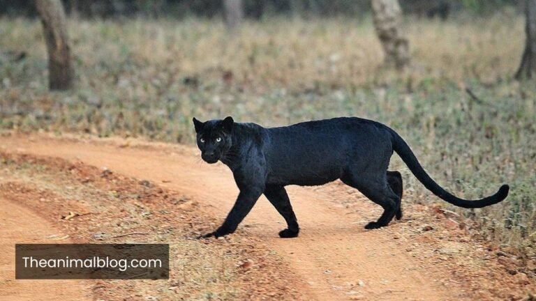 Black Panther Symbolism