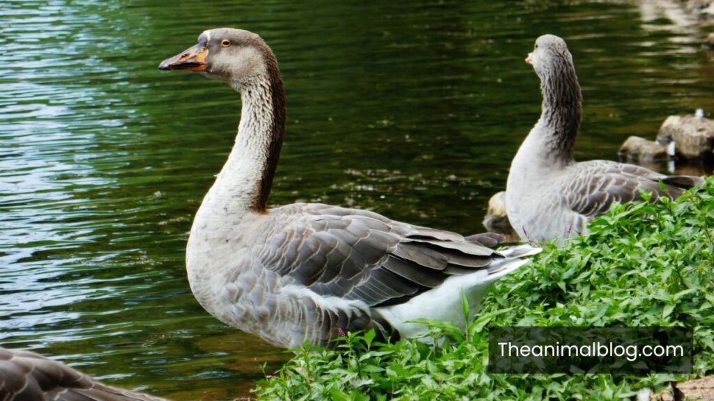 goose vs geese meaning