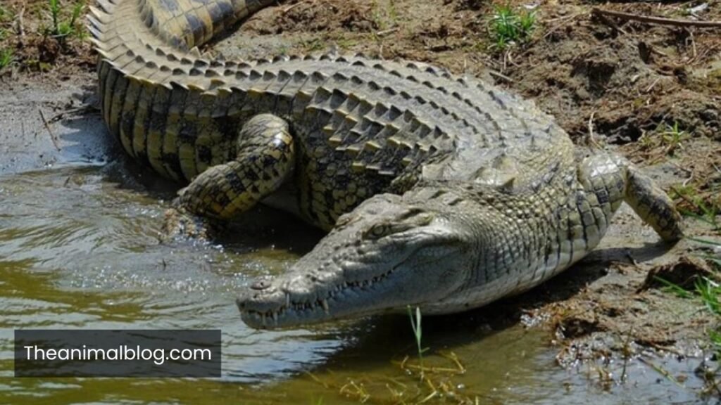hippos predators