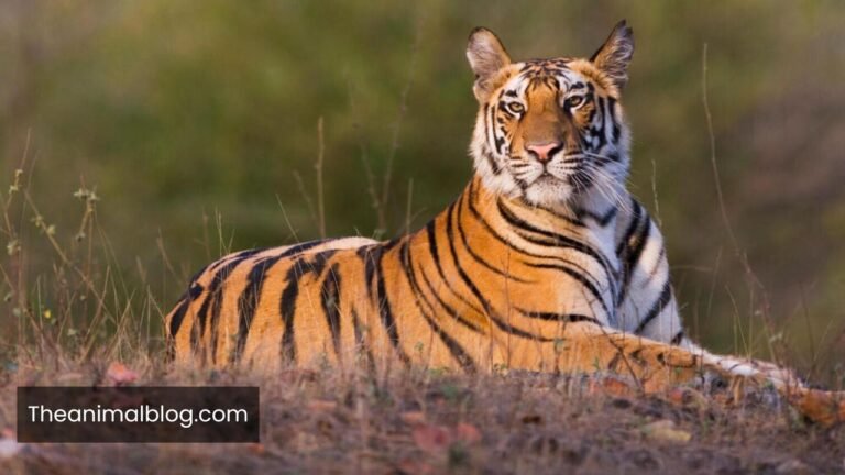 Patient Animals In The World