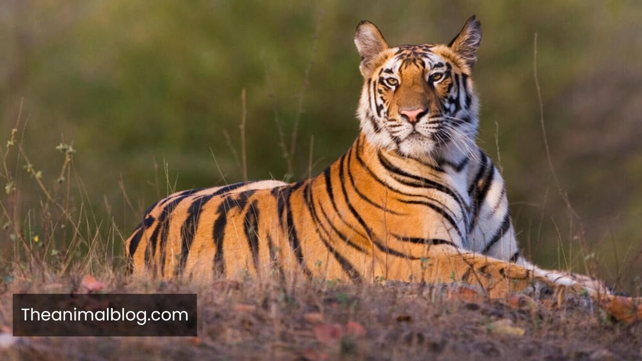 Patient Animals In The World