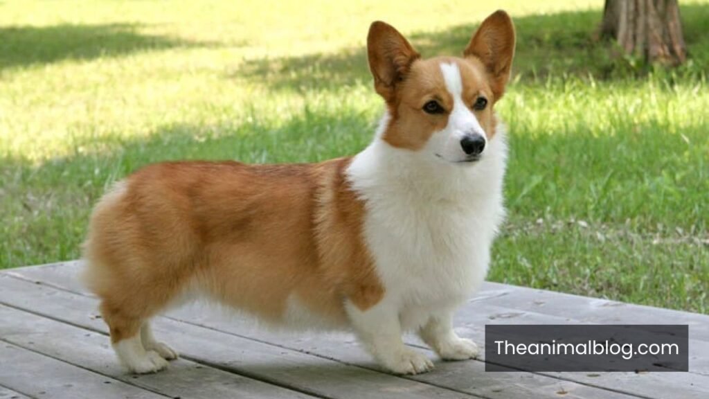 axel waddle animal