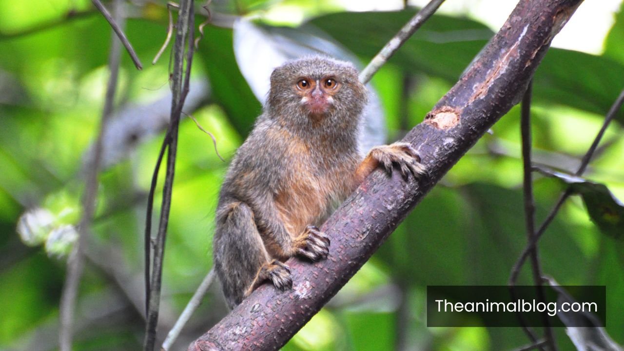 animals that whistle