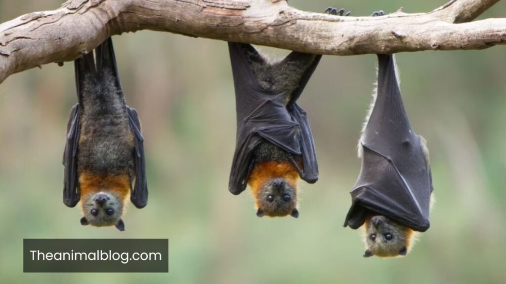 bat spiritual meaning