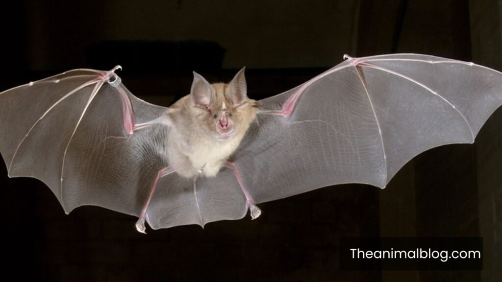bat symbolism spiritual