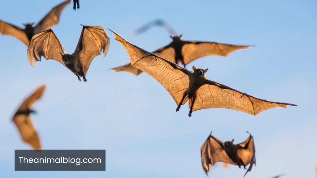 do bats whistle